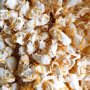 May include: A collection of small, off-white animal skulls arranged in a dense cluster. Each individual skull is secured with a thin, bright orange rubber band wrapped around its structure, creating a repetitive pattern across the group.