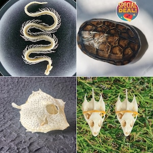 Può includere: Una collezione di esemplari naturali che include un lungo scheletro di serpente bianco segmentato, un guscio di tartaruga marrone scuro, un teschio di pesce testurizzato bianco sporco e due piccoli teschi di animali appuntiti con elastici arancioni.