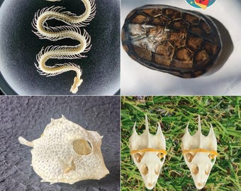Real Animal Specimen Bundle | Turtle Shell Snake Skeleton Box Fish and Turtle Skull Halloween Educational Taxidermy Collection Gift