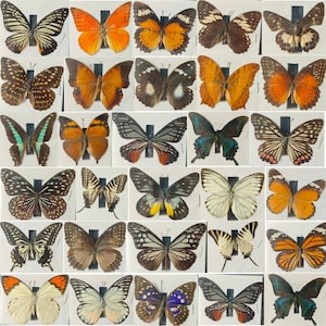Può includere: Una collezione di trenta farfalle conservate disposte in una griglia, con diverse specie e motivi alari vari, tra cui sfumature di arancione, marrone, nero, bianco e blu iridescente, ciascuna montata singolarmente su uno sfondo bianco.