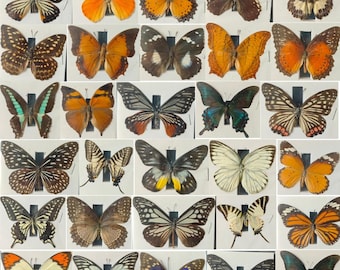 5-20 Pcs Random Butterfly Specimens Bulk Lot | Real Insects for Taxidermy, Resin Crafts, Bug Pinning & Cottagecore Decor
