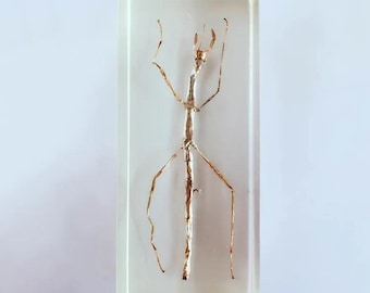 Real Bamboo Worm Specimen, Preserved Insect Display | Entomology Collection, Curiosity Cabinet, Oddities Decor, Insect Lover Gift