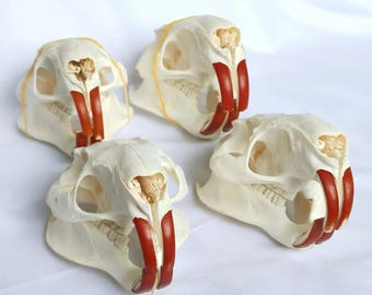 Real Nutria Skull | Taxidermy Bone Specimen for Vulture Culture & Curiosities Cabinet