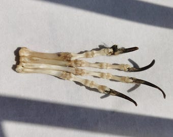 Real Fox Paw Skeleton with Claws | Taxidermy Bone Specimen for Vulture Culture, Curiosities Cabinet & Witchy Crafts