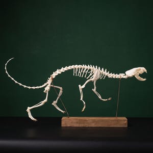 本物のミンクの骨格、組み立て式骨キット｜DIY関節プロジェクト、動物骨格標本、骨学研究、珍品装飾