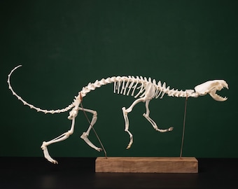 Real Mink Skeleton, Complete Unassembled Bone Kit | DIY Articulation Project, Animal Skeleton Specimen, Osteology Study, Oddities Decor