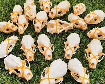 20 Imperfect Mink Skulls | Craft Grade Damaged Mink Skull Lot, Bulk Mink Skulls for DIY, Resin Art, Oddities & Vulture Culture