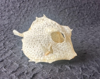 Real Boxfish Skeleton | Dried Marine Taxidermy Specimen for Cabinet of Curiosities, Nautical Oddities & Crafts