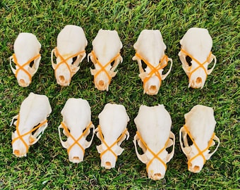 10 Imperfect Mink Skulls | Craft Grade Damaged Mink Skull Lot, Real Animal Bone Specimens for DIY, Taxidermy, Oddities & Vulture Culture