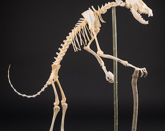 Real Fox Skeleton Full Bone Set, Unassembled | Taxidermy Articulation Kit, Osteology Specimen, Dark Academia Decor, Collector Gift