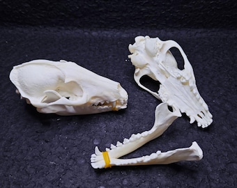 Real Raccoon Skull | Taxidermy Bone Specimen for Vulture Culture, Curiosities Cabinet & Gothic Decor