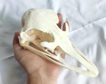 Real Ostrich Skull | Large Taxidermy Bird Bone Specimen for Vulture Culture, Curiosities Cabinet & Natural History