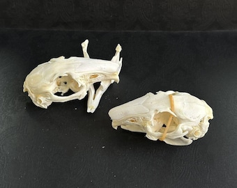 Real Rabbit Skull | Taxidermy Bone Specimen for Vulture Culture, Curiosities Cabinet & Gothic Decor