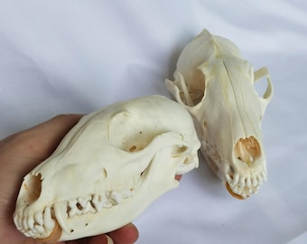 Real Fox Skull, Cleaned Animal Skull Specimen | Gothic Decor, Witchy Altar, Vulture Culture, Curiosity Cabinet Display, Oddity Gift