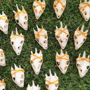 Può includere: Una collezione di teschi di animali color bianco sporco disposti a griglia. Ogni teschio è fissato con un elastico arancione brillante avvolto diagonalmente sulla parte superiore. I teschi presentano musi appuntiti e orbite vuote.