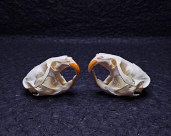 Real Marmot Skull | Taxidermy Bone Specimen for Vulture Culture, Curiosities Cabinet & Gothic Decor