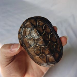 May include: A dark brown turtle shell with a distinct hexagonal pattern of scutes. The shell features a prominent central ridge and a textured surface with lighter brown lines outlining each individual plate across the oval-shaped structure.