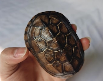 Real Turtle Shell | Taxidermy Carapace Specimen for Vulture Culture, Curiosities Cabinet & Bone Crafting