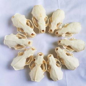 May include: A circular arrangement of nine off-white animal skulls, each featuring a distinct snout, eye sockets, and cranial structure, positioned with the noses pointing inward toward the center on a plain, light-colored surface.
