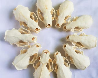 Real Mink Skulls Set of 10, Cleaned Animal Skull Specimens | Small Skull Collection, Gothic Decor, Vulture Culture, Oddities Display