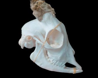 Real Ram Skull | Taxidermy Bone Specimen for Vulture Culture, Curiosities Cabinet & Gothic Decor