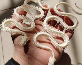 Real Snake Skeleton 15 inch Articulated Specimen | Gothic Home Decor, Oddity Gift, Curiosity Cabinet, Reptile Bone Display
