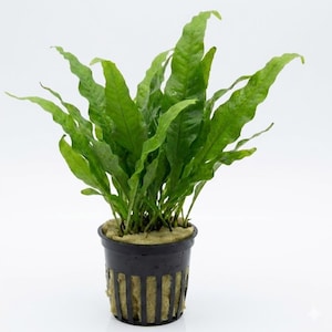 May include: A vibrant green aquatic plant with long, slender, wavy-edged leaves growing from a black plastic slotted nursery pot filled with light tan rockwool substrate. The plant features multiple upright stems and pointed foliage.