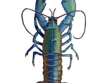 Rainbow Lobster Print, White Background, Original Pastel Drawing, Coastal Wall Art, Marine Life Print, Kitchen Art