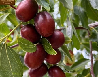 Red Jujube Tree, Chinese Date Fruit, Bare Root Li or Lang, Self-Pollinating Backyard Plant