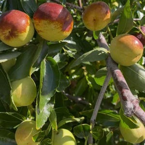 Dongzao Jujube Tree, Sweet Crunchy Live Fruit Sapling, Cold Hardy Garden Plant