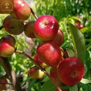May include: A cluster of round, smooth-skinned nectarines hanging from a tree branch. The fruit displays a vibrant gradient of deep red and yellow hues. Several nectarines are visible, showing their glossy texture and rounded shape.