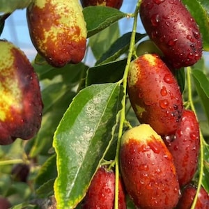May include: A cluster of ripe jujube fruits hanging from a branch with green leaves. The oval-shaped fruits display a gradient of colors, transitioning from pale yellow to deep reddish-brown, and are covered in small water droplets from rain.
