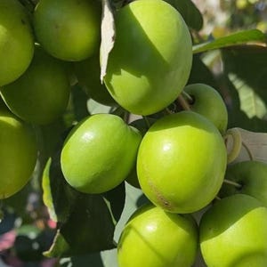 May include: A cluster of round, smooth, light green jujube fruits hanging from a branch. The fruits have a firm, waxy skin with subtle variations in color, ranging from pale lime to vibrant green, nestled among dark green leaves in bright sunlight.