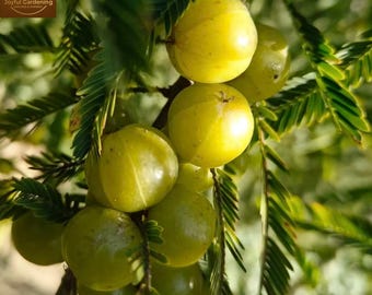 Organic Amla Tree Live Plant, Indian Gooseberry Sapling, Bare Root Superfood Fruit Tree
