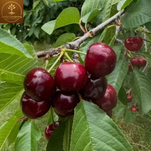 May include: A cluster of ripe, dark red cherries hanging from a tree branch with green leaves. The cherries are round, smooth, and glossy, showing deep burgundy hues. The branch is woody and textured, surrounded by vibrant green foliage.