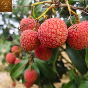 May include: A cluster of ripe lychee fruits hanging from a tree branch. The fruits have a textured, bumpy, bright red skin and are attached to thin, woody stems. Dark green, glossy leaves are visible in the background of the fruit cluster.