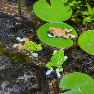 May include: Three small frog figurines in a pond setting. One tan frog with dark spots sits on a green lily pad. A bright green frog with black spots swims in the water, and another green frog with black spots rests on a lily pad nearby.