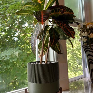 May include: A Codiaeum variegatum plant with variegated green, yellow, and red leaves potted in a cylindrical olive green planter with a ribbed upper texture. The planter rests on a light pink metal stand with four short, thin legs.