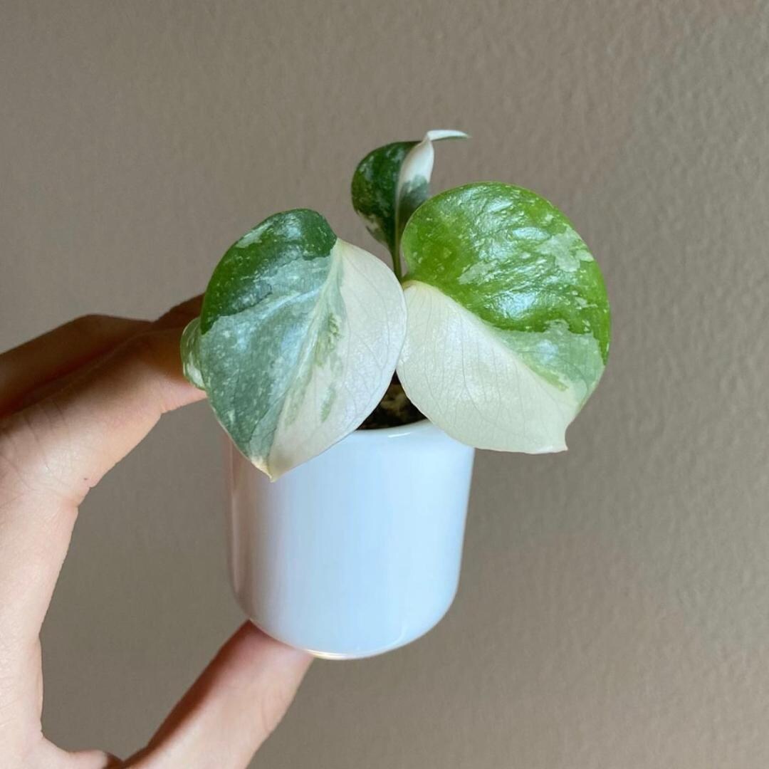 Monstera Albo Variegata Seeds | Lab Modified Seeds | 90% Germination ...