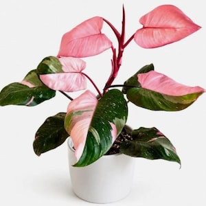 Philodendron micans - Etsy 日本