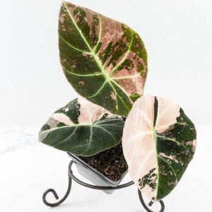 May include: An Alocasia plant with three large, heart-shaped leaves featuring variegated patterns of dark green, cream, and soft pink. The plant is potted in a black plastic container held by a black metal stand with curved, decorative legs.