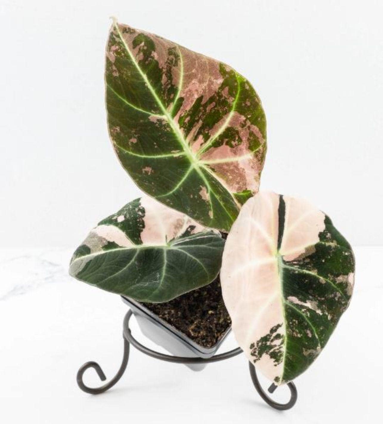Alocasia nebula - Etsy 日本