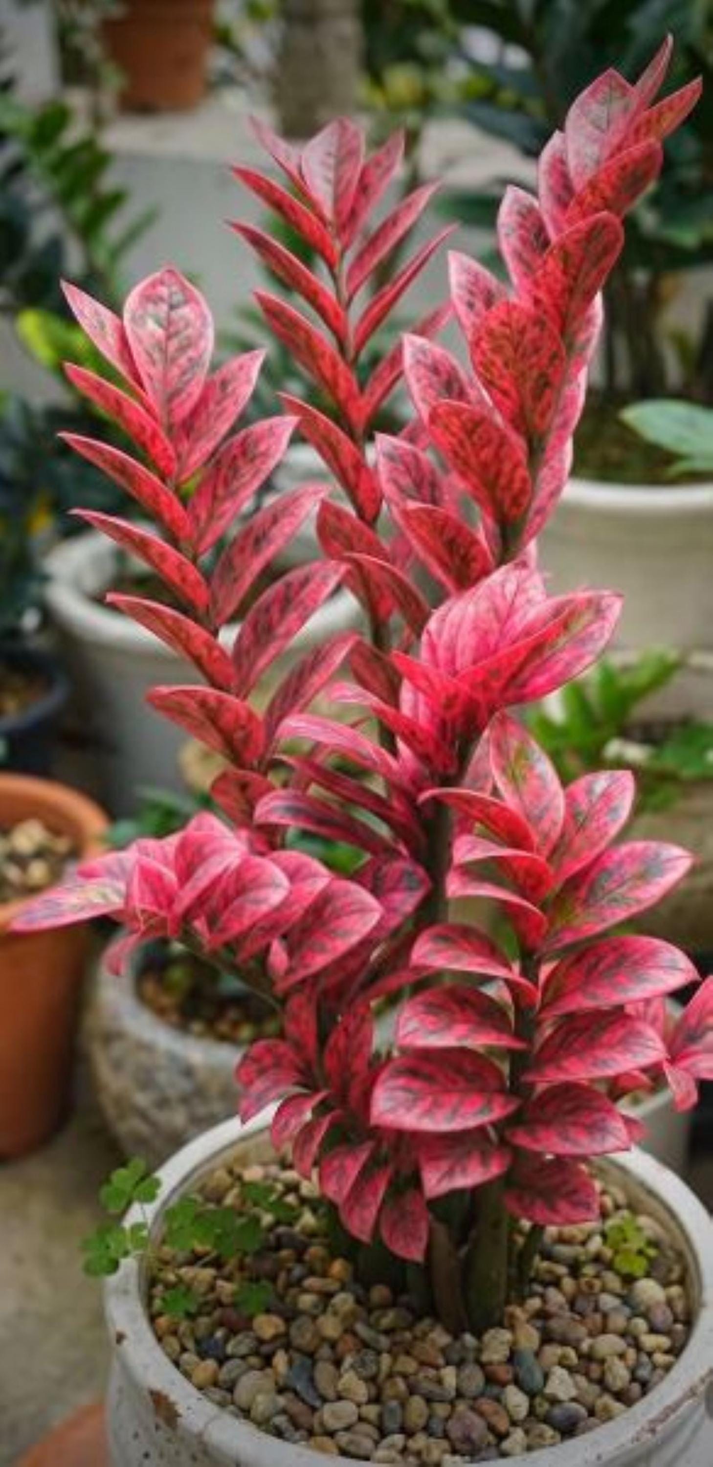 Pink Zz Plant Variegated - Etsy