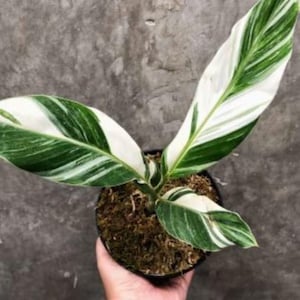 Musa florida variegated - Etsy 日本
