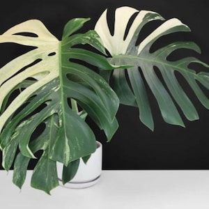 Monstera mint - Etsy 日本