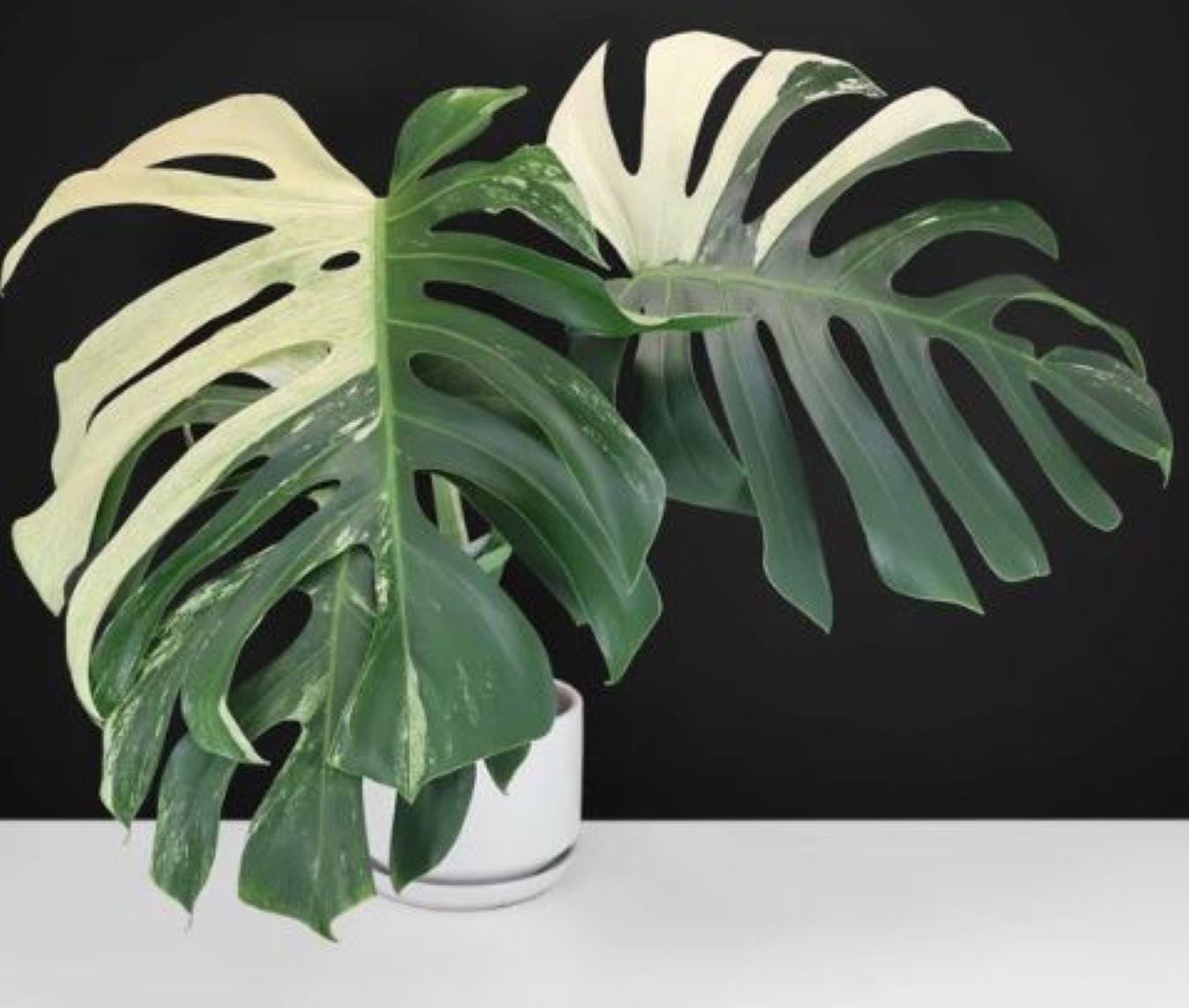 Monstera electro light - Etsy 日本