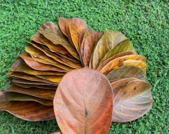 100 foglie di jackfruit essiccate, biofilm organico per acquario di pesci e gamberetti, naturale.