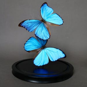 Puede incluir: Dos mariposas Morpho de color azul vibrante con bordes de alas de color marrón oscuro se muestran en una disposición vertical. Las mariposas están montadas sobre un soporte delgado sobre una base circular negra, mostrando sus alas iridiscentes.