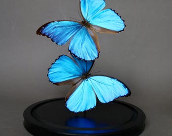 Globo Morpho Didius in volo - Due farfalle blu sotto una cupola di vetro - Gabinetto delle curiosità - Oggetto decorativo - Base nera 23x30cm