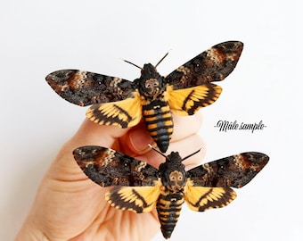 Papillon Sphinx Acherontia atropos spread ailes ouvertes